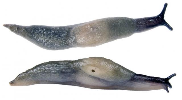 Krynickylus melanocephalus Krynickylus melanocephalus